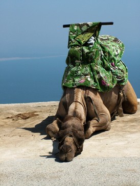I couldn't resist ... this guy is either waiting for his master or just taking a load off...! This photo of a Moroccan camel was taken in Agadir, Morocco by Gabor Palla of Budapest, Hungary.